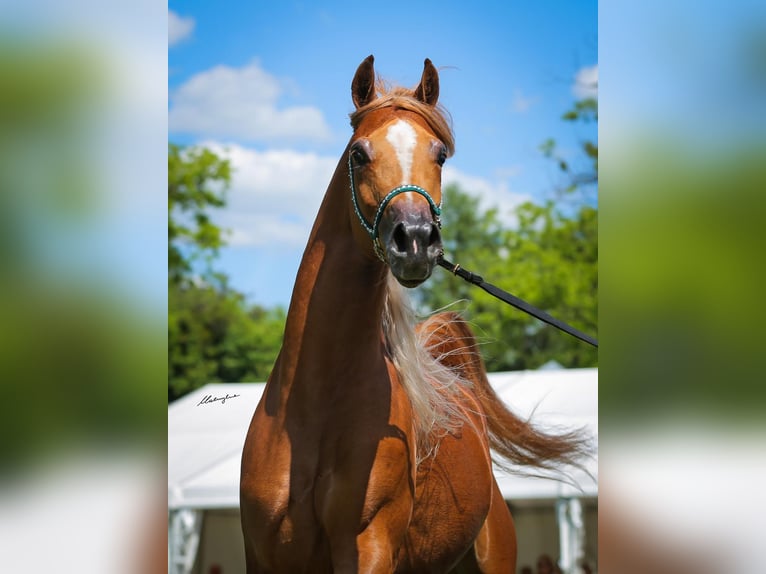 Arabian horses Gelding 4 years 15,2 hh Chestnut-Red in Jedrzejow