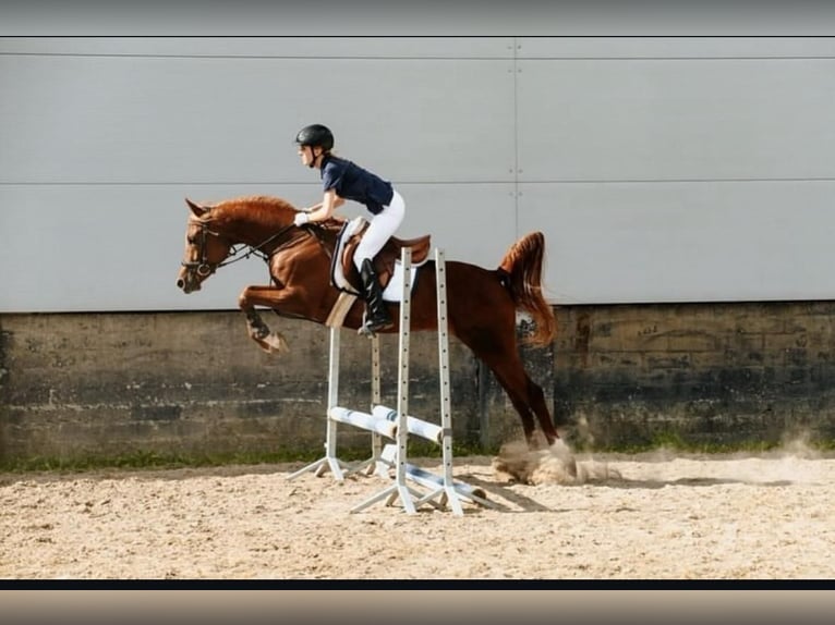 Arabian horses Gelding 4 years 15,2 hh Chestnut-Red in Jedrzejow