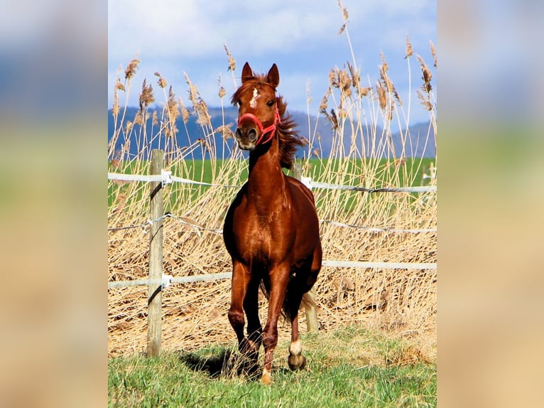 Arabian horses Gelding 4 years 15,2 hh Chestnut-Red in Reutenbourg
