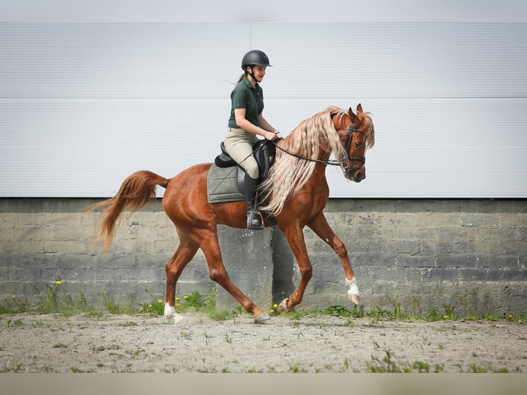 Arabian horses Gelding 4 years 15,2 hh Chestnut-Red in Jedrzejow