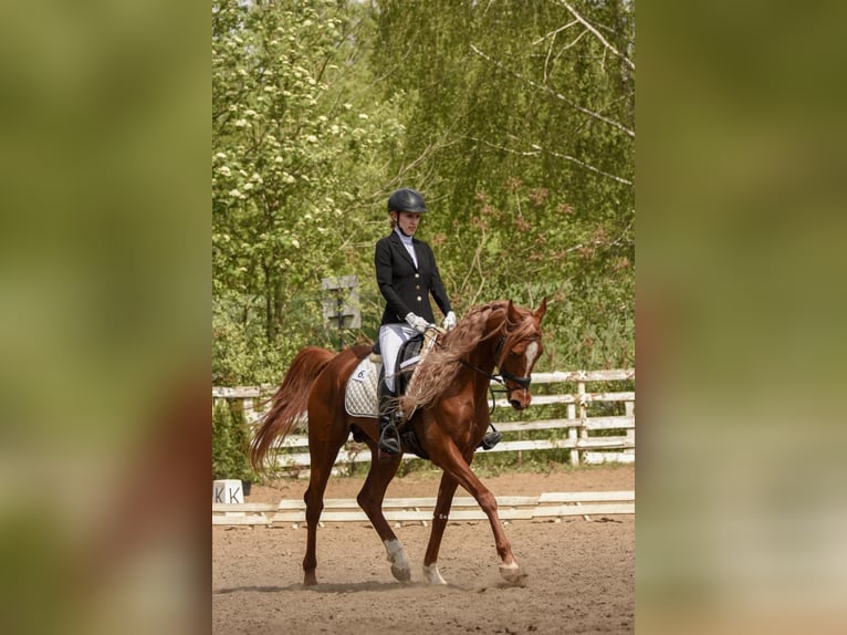 Arabian horses Gelding 4 years 15,2 hh Chestnut-Red in Jedrzejow