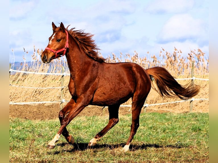 Arabian horses Gelding 4 years 15,2 hh Chestnut-Red in Kehl