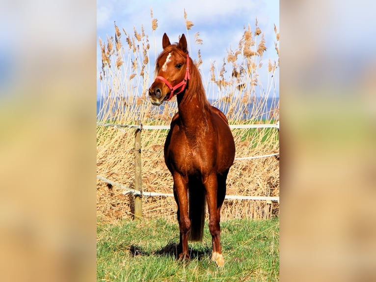 Arabian horses Gelding 4 years 15,2 hh Chestnut-Red in Kehl
