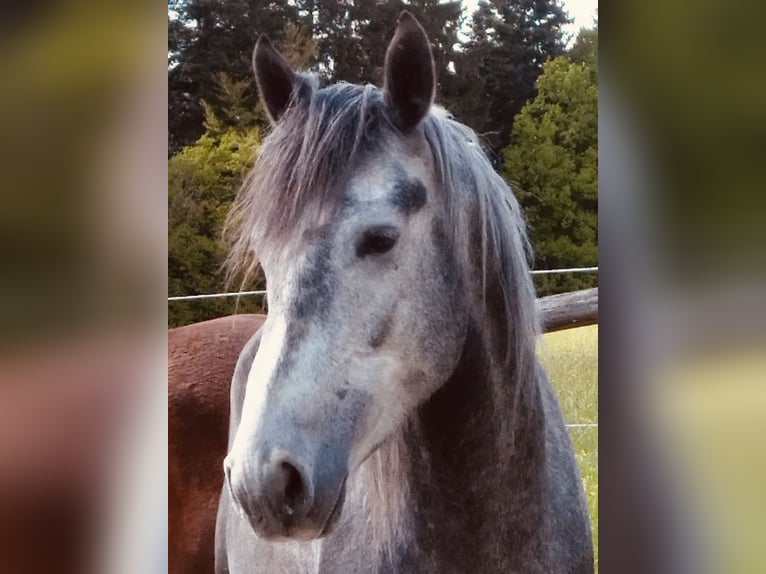 Arabian horses Gelding 4 years 15,2 hh Gray-Dapple in Prien am Chiemsee