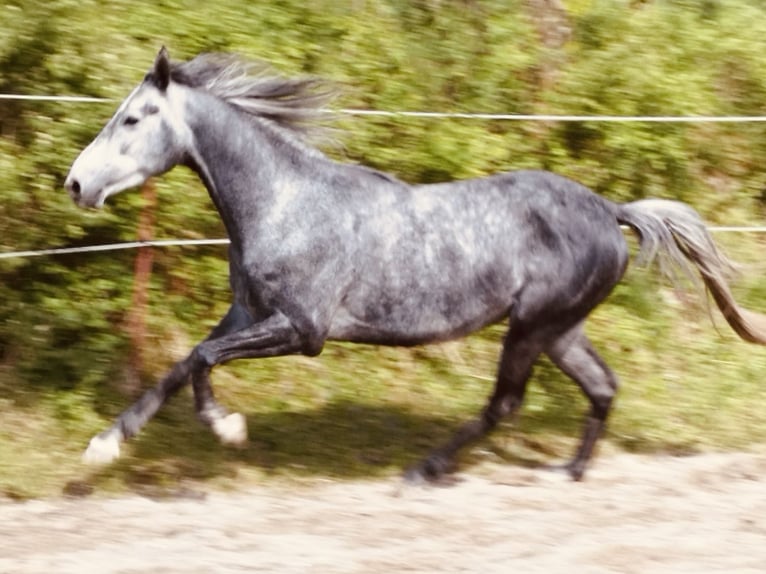 Arabian horses Gelding 4 years 15,2 hh Gray-Dapple in Prien am Chiemsee
