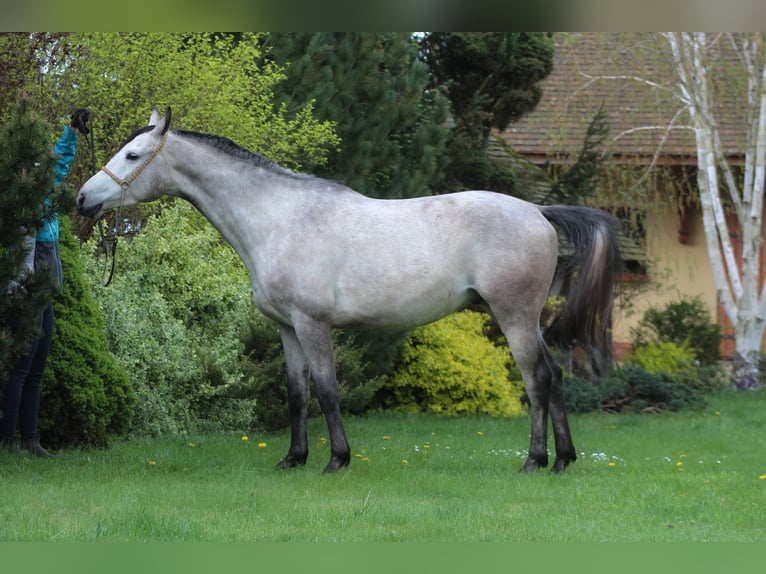 Arabian horses Gelding 4 years 15,2 hh Gray in santok