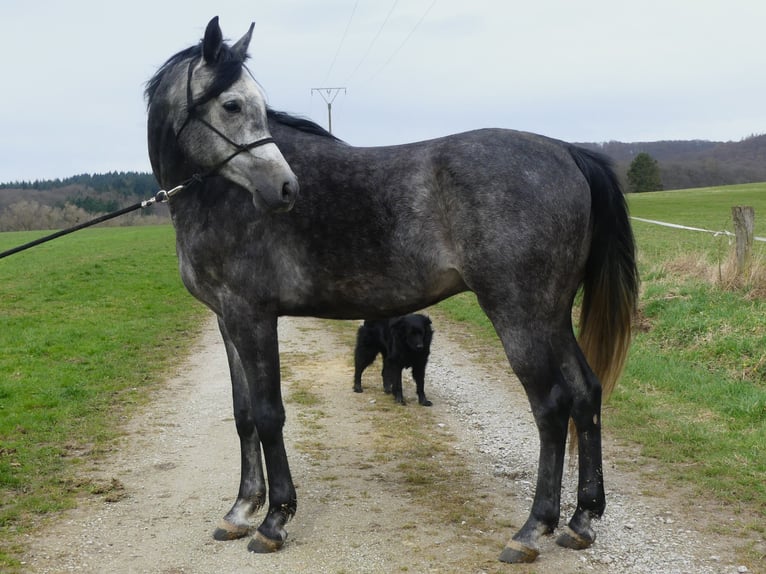 Arabian horses Gelding 4 years 15,2 hh Gray in Herzberg am Harz