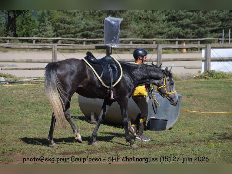 Arabian horses Gelding 4 years 15.2 hh Grey-Dark-Tan in yssingeaux