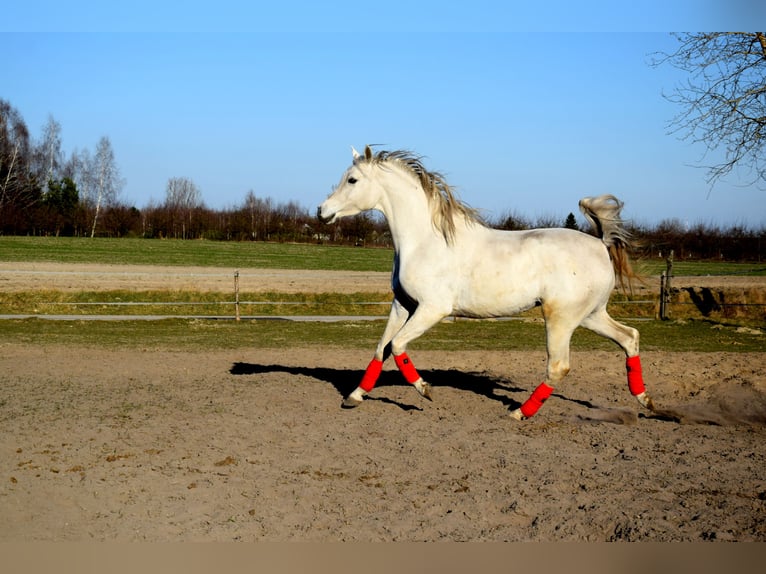 Arabian horses Gelding 4 years 15.2 hh Grey in Tuczępy