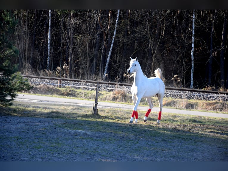 Arabian horses Gelding 4 years 15.2 hh Grey in Tuczępy