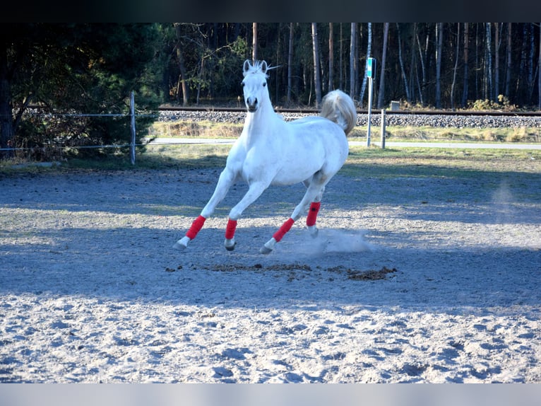 Arabian horses Gelding 4 years 15.2 hh Grey in Tuczępy