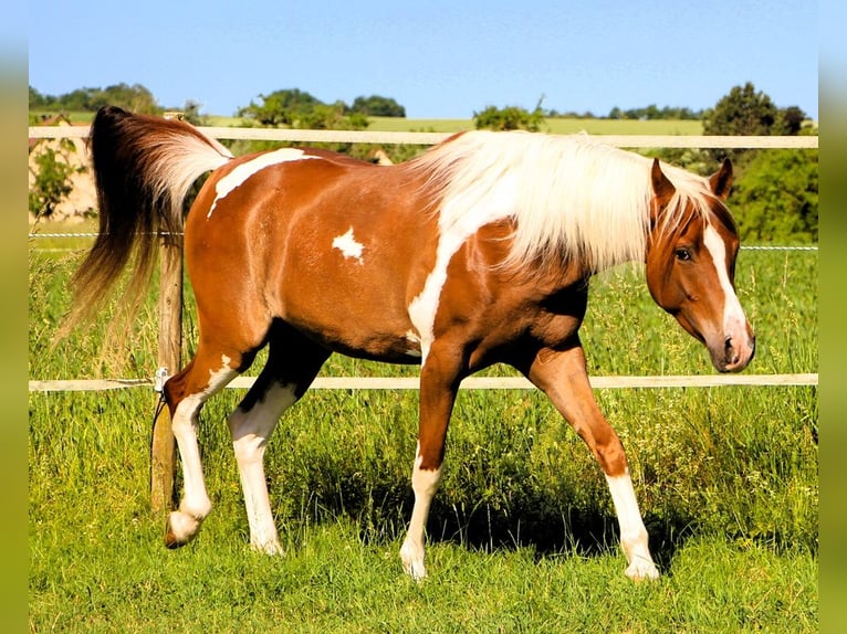 Arabian horses Gelding 4 years 15.2 hh Tobiano-all-colors in Kehl