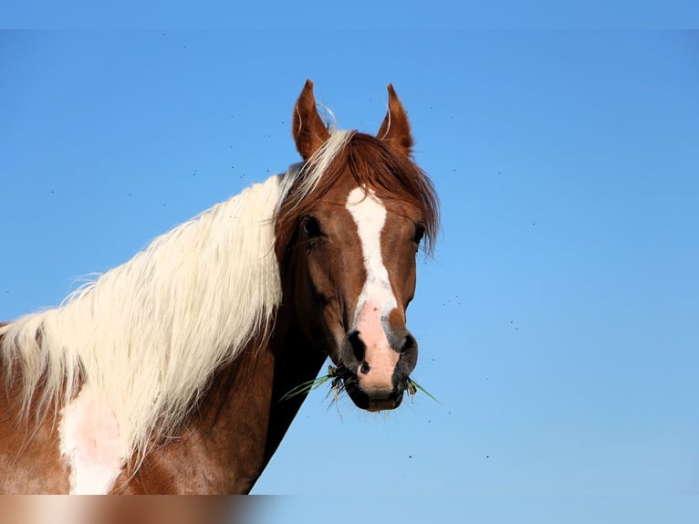 Arabian horses Gelding 4 years 15.2 hh Tobiano-all-colors in Kehl