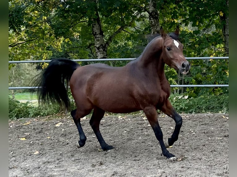 Arabian horses Gelding 4 years 15 hh Bay-Dark in Dietmannsried