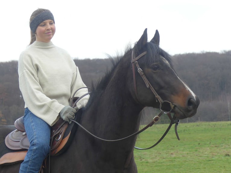 Arabian horses Gelding 4 years 15 hh Bay-Dark in Herzberg am Harz