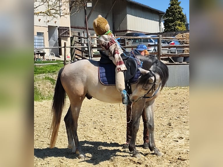 Arabian horses Gelding 4 years 15 hh Brown Falb mold in Emmelshausen
