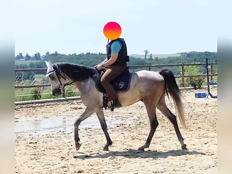 Arabian horses Gelding 4 years 15 hh Brown Falb mold in Emmelshausen