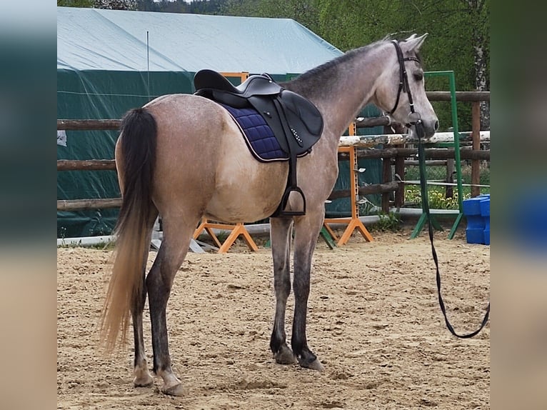 Arabian horses Gelding 4 years 15 hh Brown Falb mold in Emmelshausen