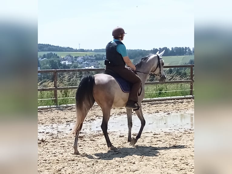 Arabian horses Gelding 4 years 15 hh Brown Falb mold in Emmelshausen