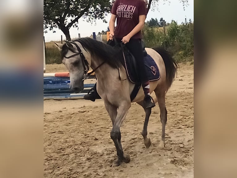 Arabian horses Gelding 4 years 15 hh Brown Falb mold in Emmelshausen