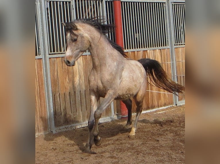 Arabian horses Gelding 4 years 15 hh Brown Falb mold in Emmelshausen