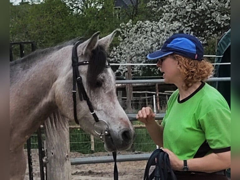 Arabian horses Gelding 4 years 15 hh Brown Falb mold in Emmelshausen
