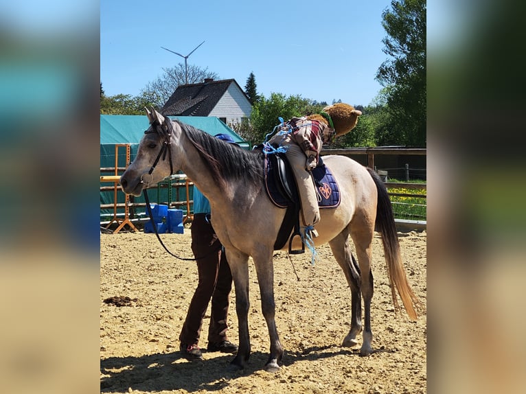 Arabian horses Gelding 4 years 15 hh Brown Falb mold in Emmelshausen