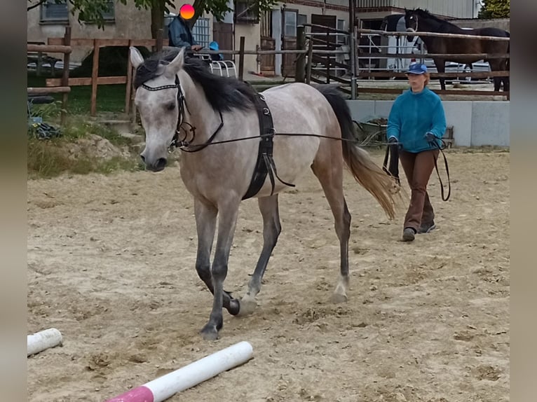 Arabian horses Gelding 4 years 15 hh Brown Falb mold in Emmelshausen