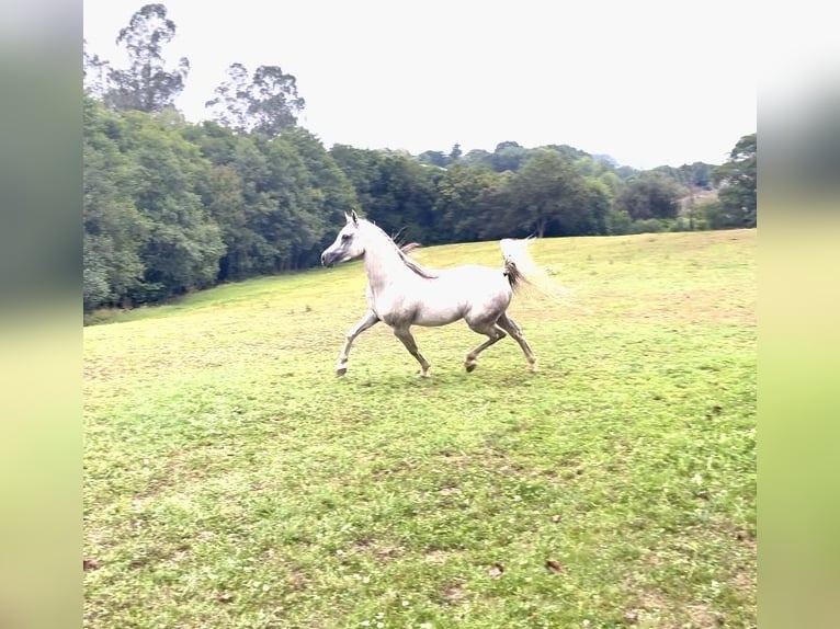 Arabian horses Gelding 4 years 15 hh Grey in El Bosque