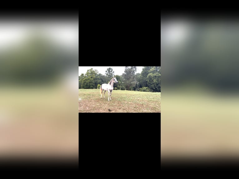 Arabian horses Gelding 4 years 15 hh Grey in El Bosque