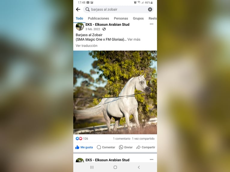 Arabian horses Gelding 4 years 15 hh Grey in El Bosque