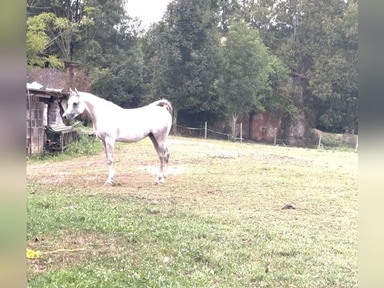 Arabian horses Gelding 4 years 15 hh Grey in El Bosque