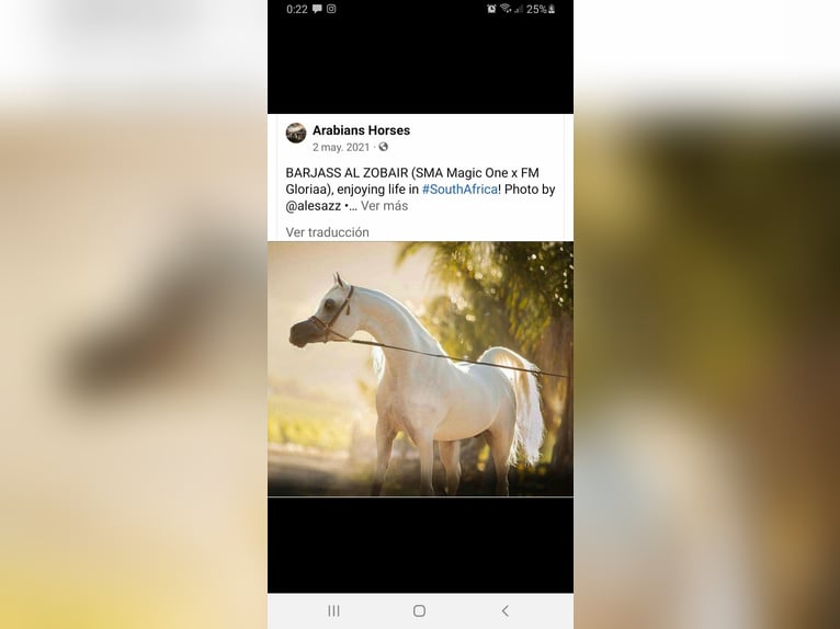 Arabian horses Gelding 4 years 15 hh Grey in El Bosque