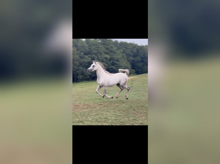 Arabian horses Gelding 4 years 15 hh Grey in El Bosque