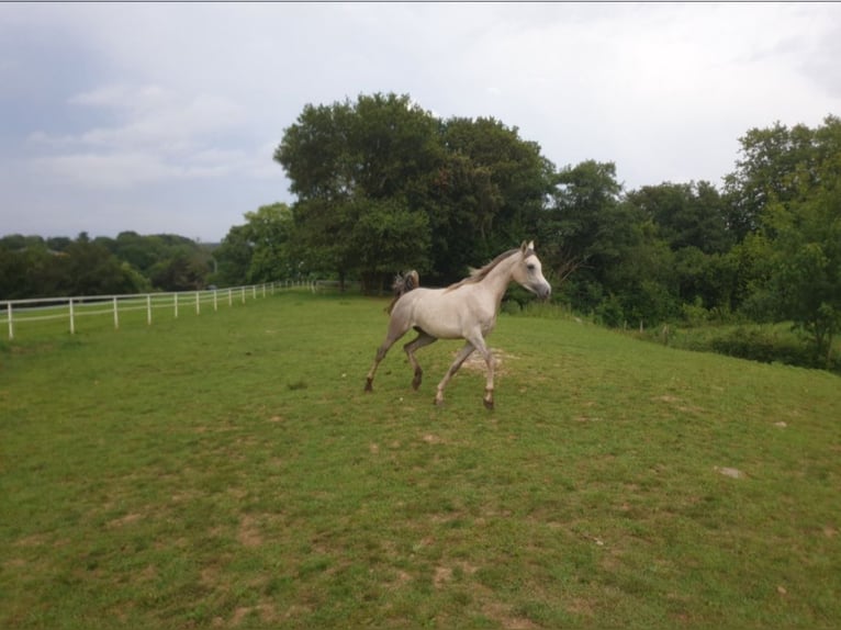 Arabian horses Gelding 4 years 15 hh Grey in El Bosque