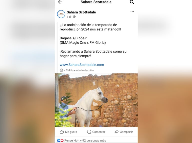 Arabian horses Gelding 4 years 15 hh Grey in El Bosque