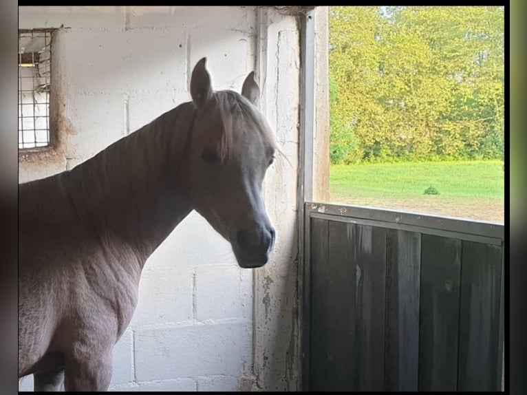 Arabian horses Gelding 4 years 15 hh Grey in El Bosque
