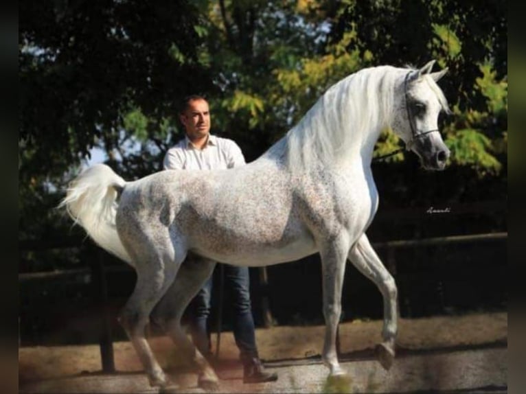 Arabian horses Gelding 4 years 15 hh Grey in El Bosque