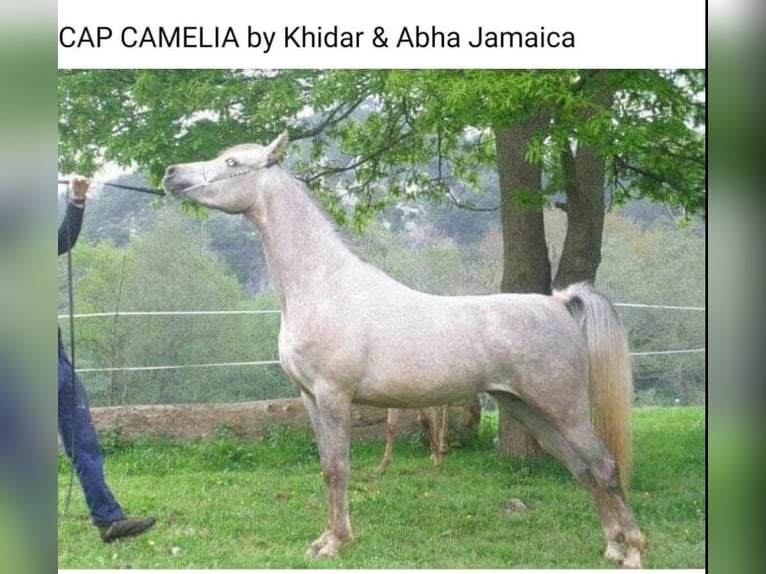 Arabian horses Gelding 4 years 15 hh Grey in El Bosque