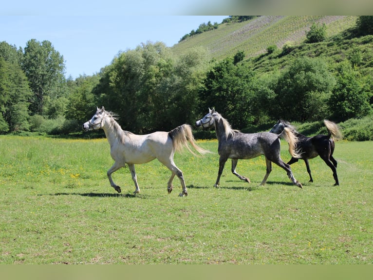 Arabian horses Gelding 4 years 15 hh Grey in Veldenz