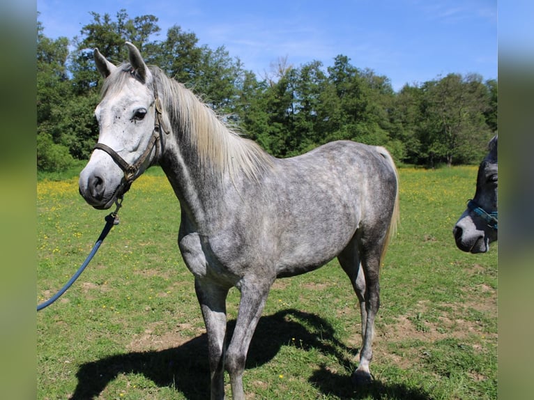 Arabian horses Gelding 4 years 15 hh Grey in Veldenz