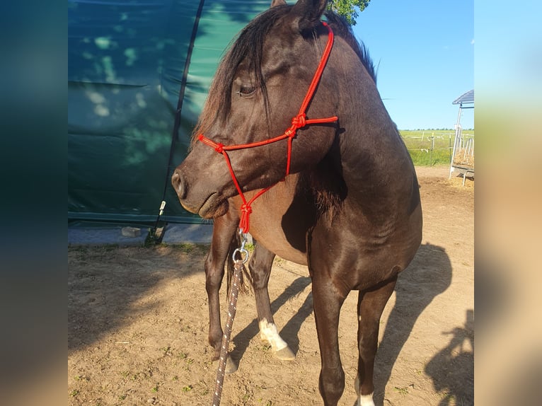 Arabian horses Gelding 4 years 15,1 hh Black in Hohenfels