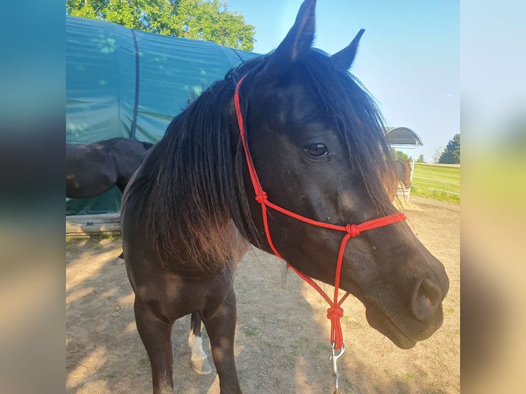 Arabian horses Gelding 4 years 15,1 hh Black in Hohenfels