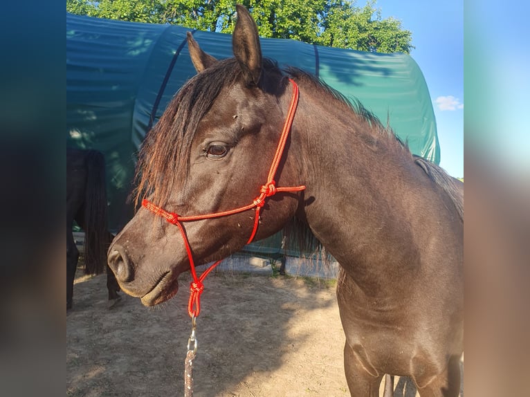Arabian horses Gelding 4 years 15,1 hh Black in Hohenfels