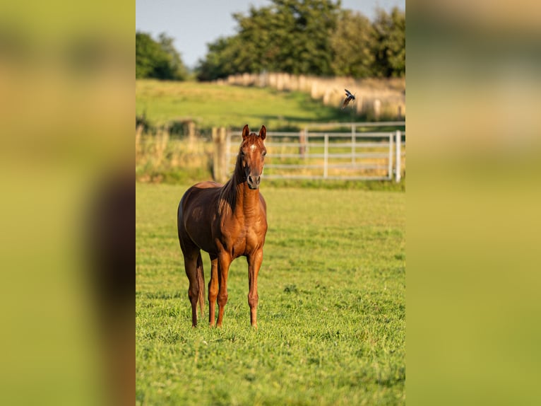 Arabian horses Gelding 4 years 15,1 hh Chestnut-Red in Herzberg am Harz