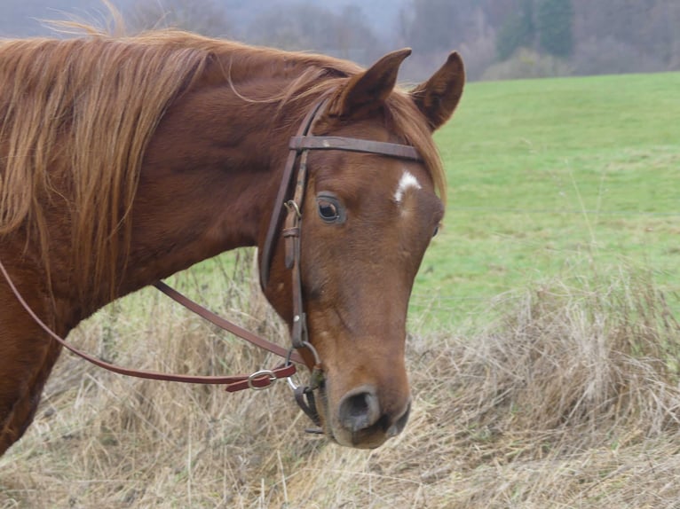 Arabian horses Gelding 4 years 15,1 hh Chestnut-Red in Herzberg am Harz