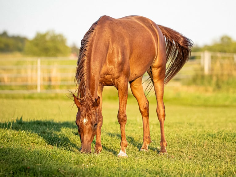 Arabian horses Gelding 4 years 15,1 hh Chestnut-Red in Herzberg am Harz