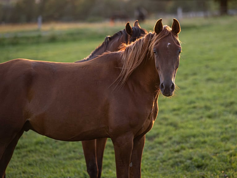 Arabian horses Gelding 4 years 15,1 hh Chestnut-Red in Herzberg am Harz
