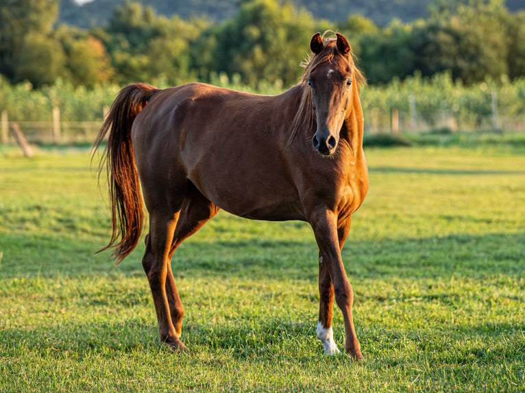 Arabian horses Gelding 4 years 15,1 hh Chestnut-Red in Herzberg am Harz