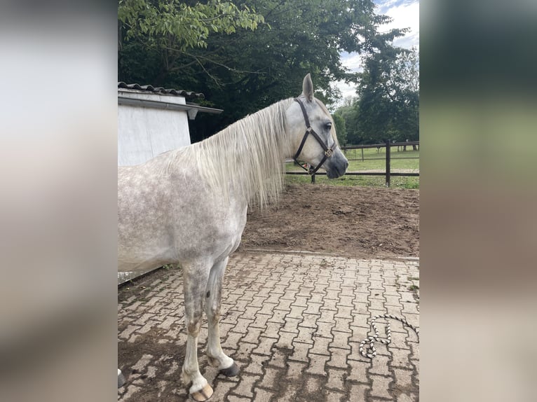 Arabian horses Gelding 4 years 15,1 hh Grey-Dapple in Hilden